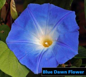 Blue-Dawn-Flower